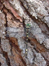Macromia splendes