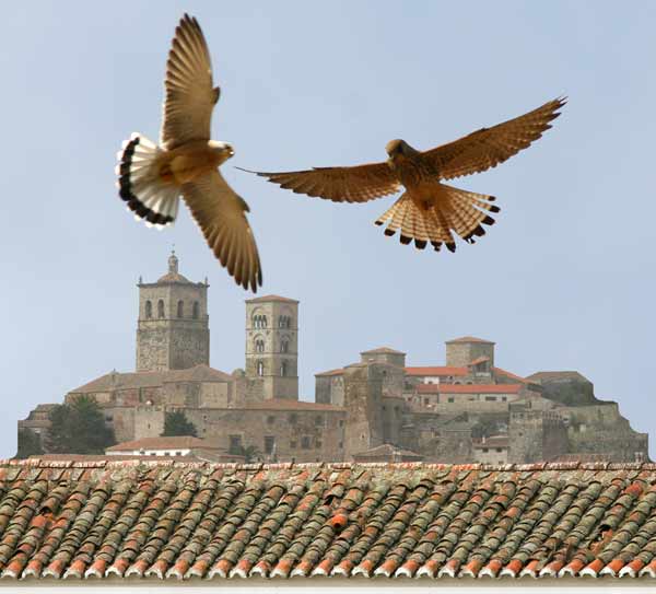Falco naumanni en Trujillo